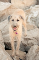 Picture of Lurcher standing on rocks