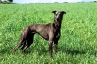 Picture of lurcher standing proudly in field