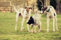 Picture of Lurcher together