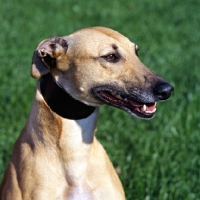 Picture of lurcher, whippet cross, at dogs trust wearing hound collar