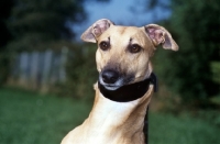 Picture of lurcher, whippet cross wearing hound collar