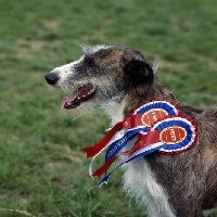 Picture of lurcher winner with rosettes