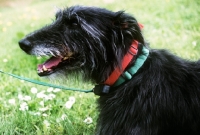 Picture of lurcher with freedom fencing collar