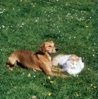 Picture of lurcher with his cat friend