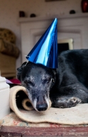 Picture of Lurcher with party hat