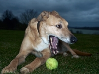 Picture of Lurcher with tennis ball, eveing time