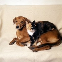 Picture of lurcher with tortoiseshell and white non pedigree cat 