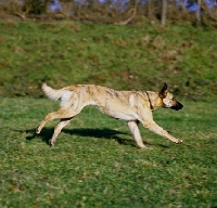 Picture of lurcher, x greyhound,  running