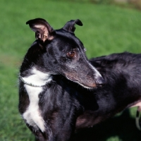 Picture of lurcher, x greyhound at dogs trust
