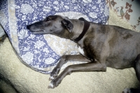 Picture of lurcher/greyhound lying in comfort on fleece and bean bag