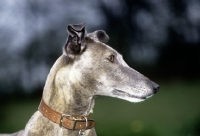 Picture of lurcher/greyhound, sheeba, head study