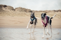 Picture of Lurchers on beach