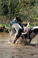 Picture of Lurchers playing