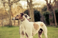 Picture of Lurchers together