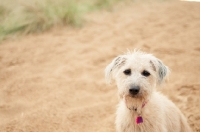 Picture of Lurcher