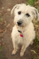 Picture of Lurcher