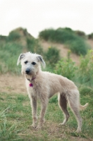 Picture of Lurcher