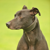 Picture of Lurcher