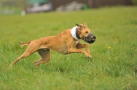 Picture of lure coursing lurcher with muzzle