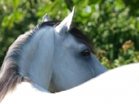 Picture of Lusitano back view