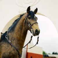 Picture of lusitano bull fight horse portrait 