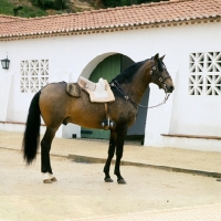 Picture of lusitano bullfight horse with bullfight saddle