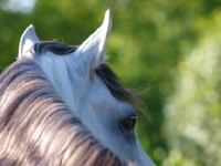 Picture of Lusitano close up