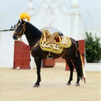 Picture of lusitano dressed for bull fight, caparisoned for the corrida, 