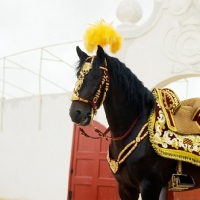 Picture of lusitano dressed for portuguese bullfight, caparisoned for the corrida