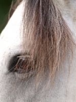 Picture of Lusitano eye, close up