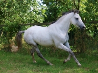 Picture of Lusitano horse running