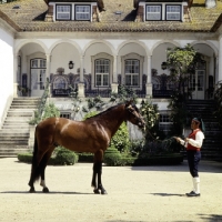 Picture of lusitano horse with handler in traditional dress, portuguese house in background