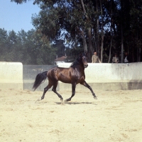 Picture of lusitano in action in enclosure in portugal