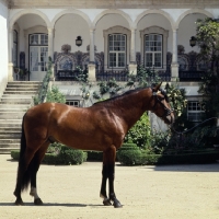 Picture of lusitano in front of great portuguese country house 