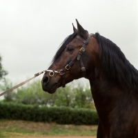 Picture of lusitano in lungeing caveson, head study