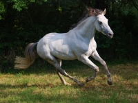 Picture of Lusitano in motion