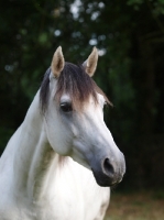 Picture of Lusitano portrait