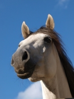 Picture of Lusitano portrait