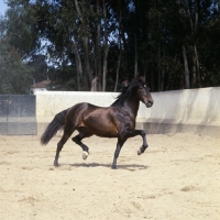 Picture of lusitano proud stallion trotting in enclosure in portugal