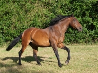 Picture of Lusitano running on grass
