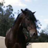 Picture of lusitano stallion after gallop around enclosure