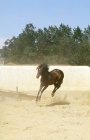 Picture of lusitano stallion bucking in enclosure in portugal
