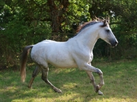 Picture of Lusitano