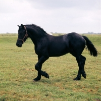 Picture of Lutzen, Friesian yearling colt trotting