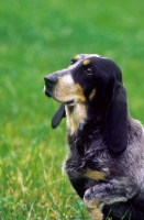 Picture of Luzerner Niederlaufhund (aka Small Lucerne Hound, Small Swiss Hound)