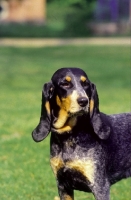 Picture of Luzerner Niederlaufhund (aka small swiss hound), looking away