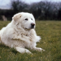 Picture of lycur of wynbriar, maremma sheepdog lying on grass