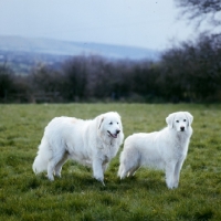 Picture of lycur of wynbriar, tarncred janus, two maremma sheepdogs standing in field