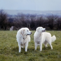 Picture of lycur of wynbriar, tarncred janus, two maremma sheepdogs standing in field