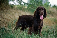 Picture of lydemoor lloyd,  field spaniel standing in long grass